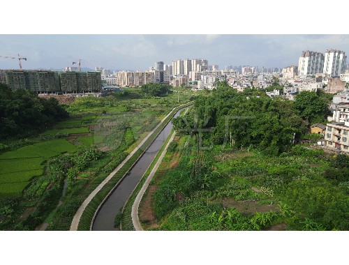 开远园林绿化树苗批发市场